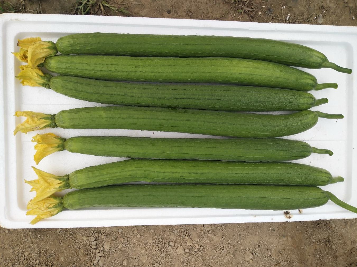 泡泡派对贵族等级怎么升最快